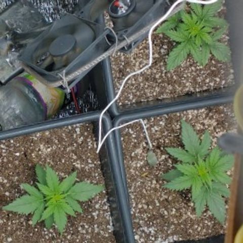 Auto Critical XXL growlog timeline photo