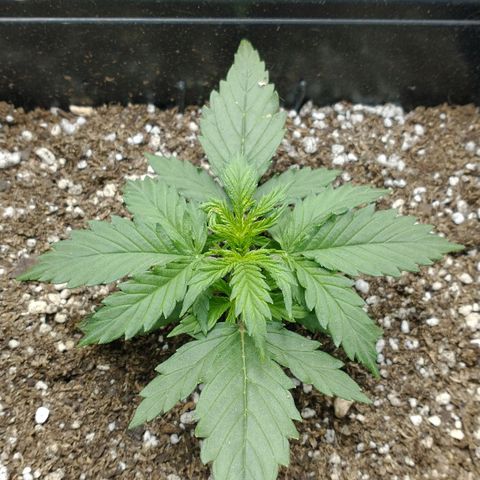 Auto Critical XXL growlog timeline photo
