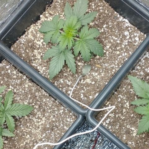 Auto Critical XXL growlog timeline photo