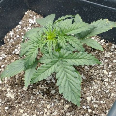 Auto Critical XXL growlog timeline photo