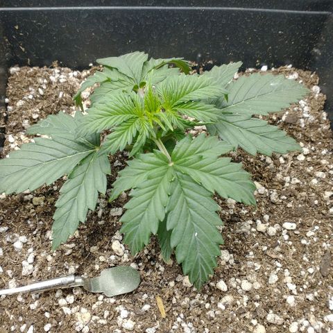 Auto Critical XXL growlog timeline photo