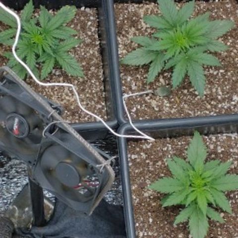 Auto Critical XXL growlog timeline photo