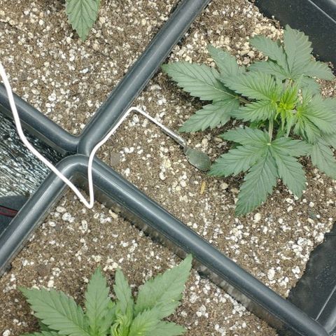 Auto Critical XXL growlog timeline photo