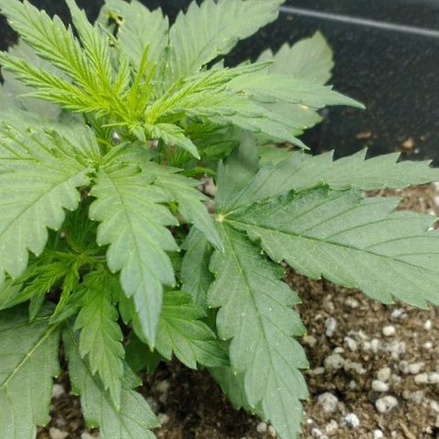 Auto Critical XXL growlog timeline photo