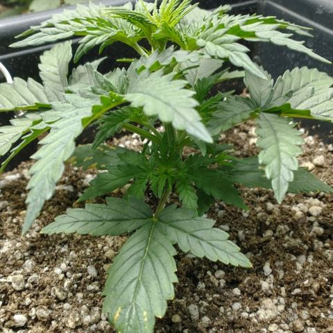 Auto Critical XXL growlog timeline photo