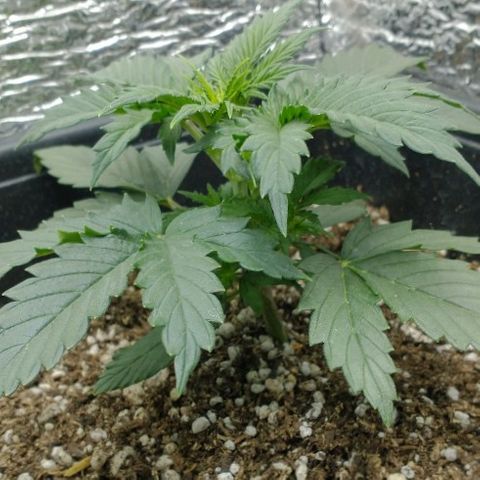 Auto Critical XXL growlog timeline photo