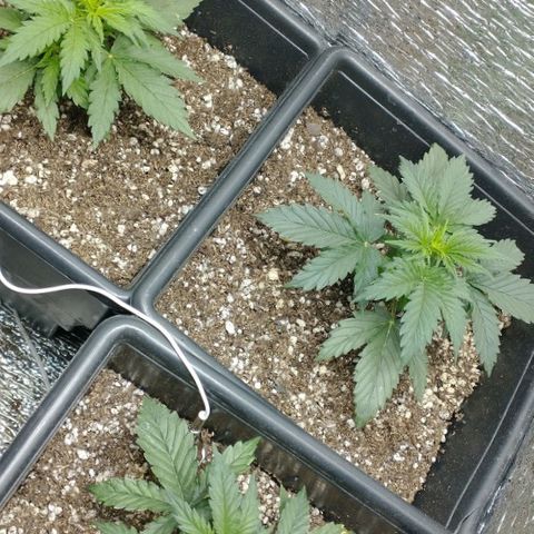 Auto Critical XXL growlog timeline photo