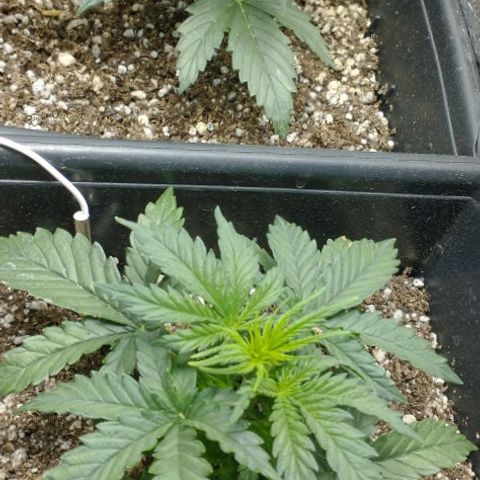 Auto Critical XXL growlog timeline photo