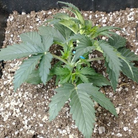 Auto Critical XXL growlog timeline photo