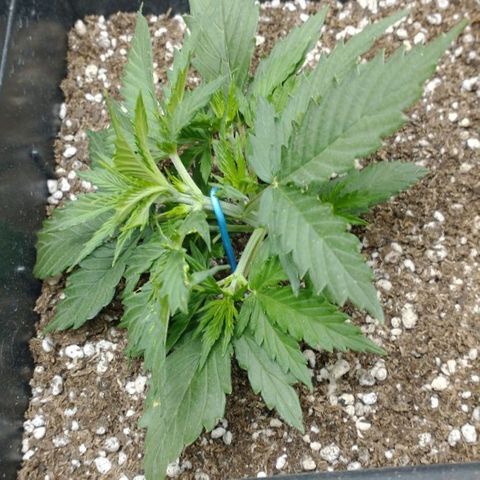 Auto Critical XXL growlog timeline photo