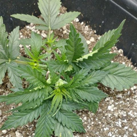 Auto Critical XXL growlog timeline photo