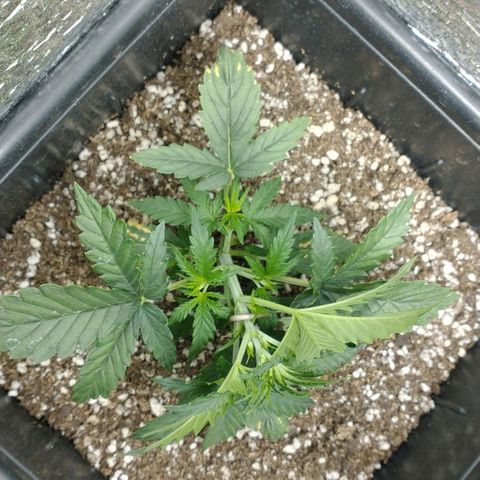 Auto Critical XXL growlog timeline photo