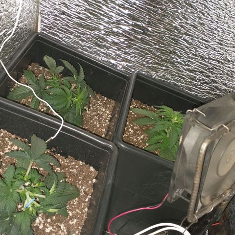 Auto Critical XXL growlog timeline photo