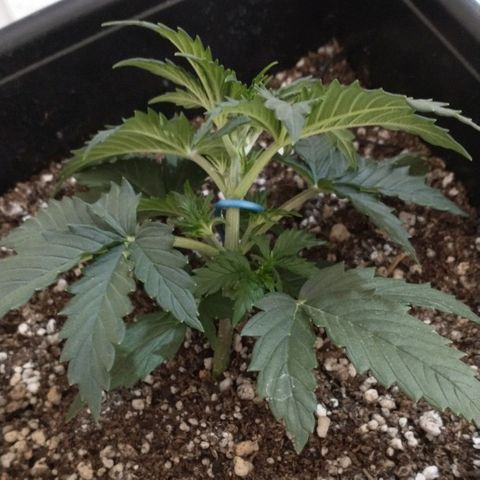 Auto Critical XXL growlog timeline photo
