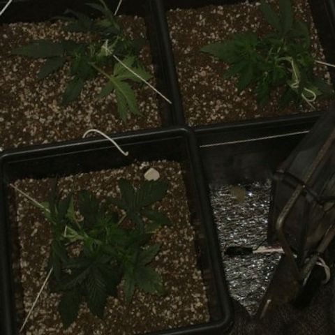 Auto Critical XXL growlog timeline photo