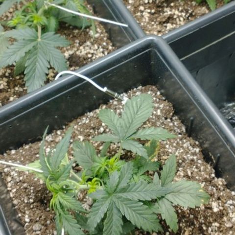 Auto Critical XXL growlog timeline photo