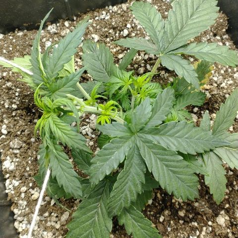 Auto Critical XXL growlog timeline photo