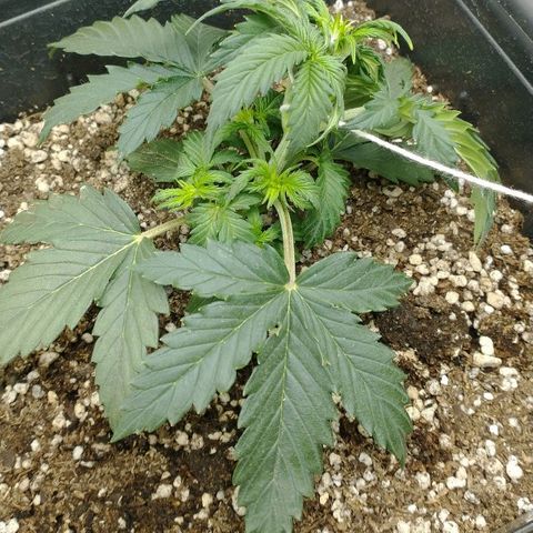 Auto Critical XXL growlog timeline photo