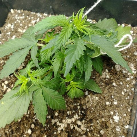Auto Critical XXL growlog timeline photo