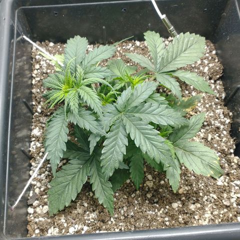 Auto Critical XXL growlog timeline photo