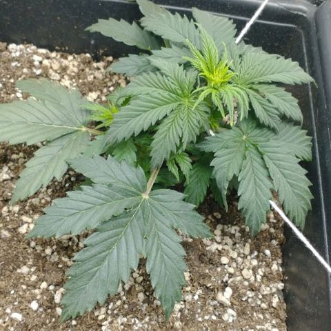 Auto Critical XXL growlog timeline photo