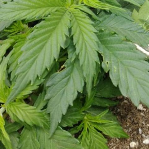 Auto Critical XXL growlog timeline photo