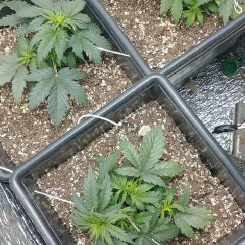 Auto Critical XXL growlog timeline photo