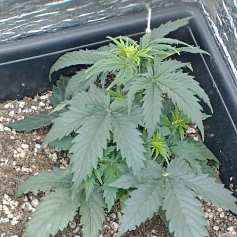 Auto Critical XXL growlog timeline photo