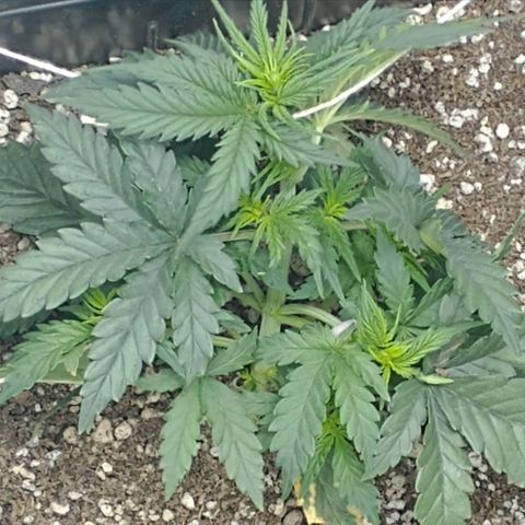 Auto Critical XXL growlog timeline photo