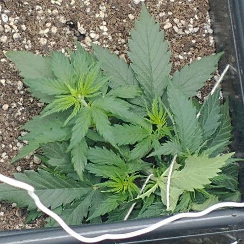 Auto Critical XXL growlog timeline photo