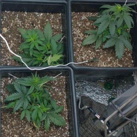 Auto Critical XXL growlog timeline photo