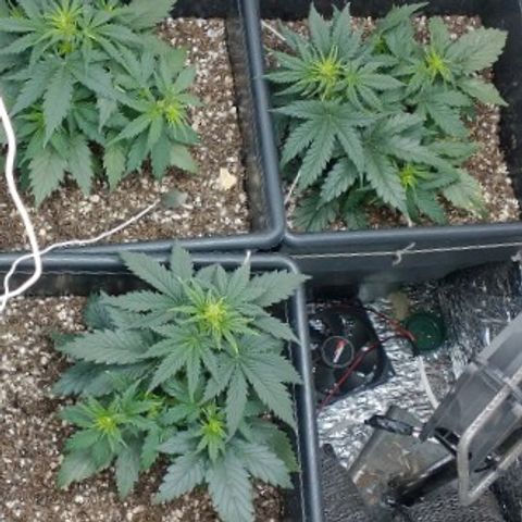 Auto Critical XXL growlog timeline photo
