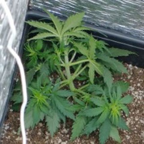 Auto Critical XXL growlog timeline photo