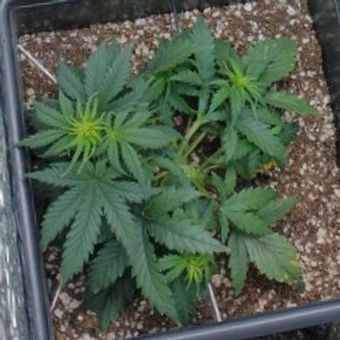 Auto Critical XXL growlog timeline photo