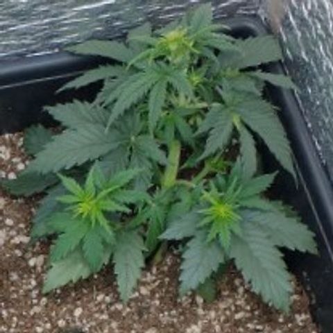 Auto Critical XXL growlog timeline photo
