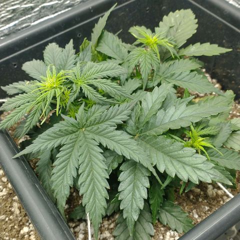 Auto Critical XXL growlog timeline photo