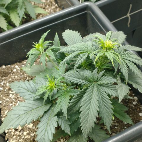 Auto Critical XXL growlog timeline photo