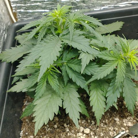 Auto Critical XXL growlog timeline photo