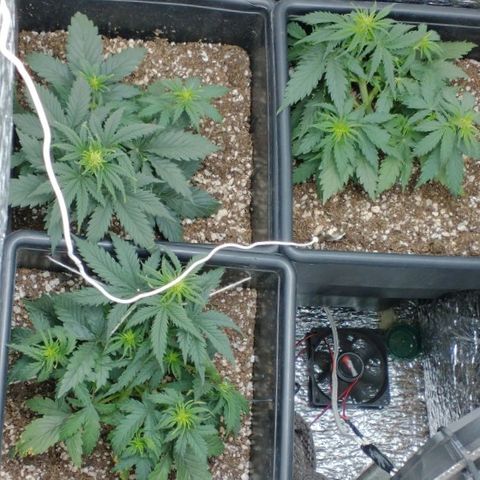 Auto Critical XXL growlog timeline photo