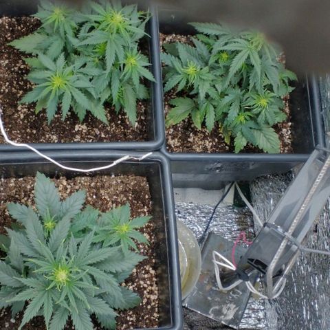 Auto Critical XXL growlog timeline photo
