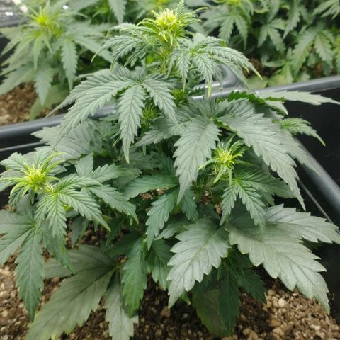 Auto Critical XXL growlog timeline photo