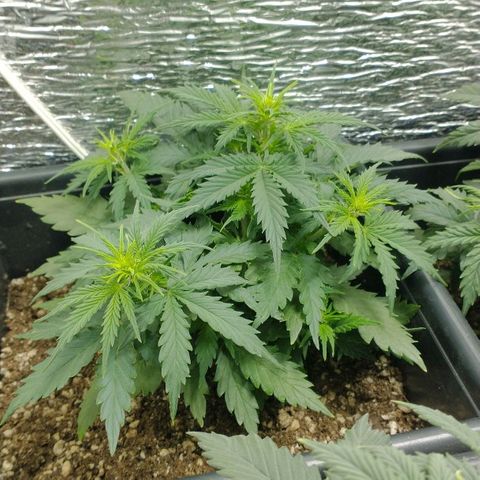 Auto Critical XXL growlog timeline photo
