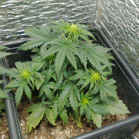 Auto Critical XXL growlog timeline photo