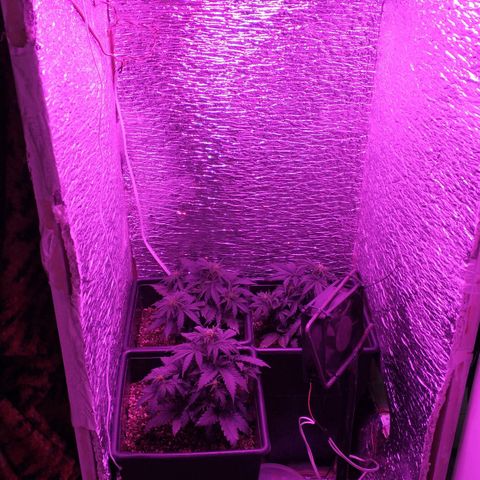 Auto Critical XXL growlog photo: Cambio de luz por fase de preflora