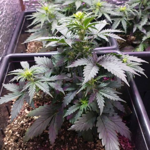 Auto Critical XXL growlog timeline photo