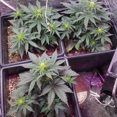 Auto Critical XXL growlog timeline photo