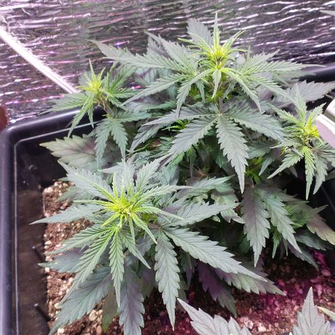 Auto Critical XXL growlog timeline photo
