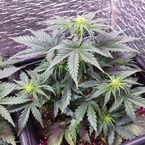Auto Critical XXL growlog timeline photo