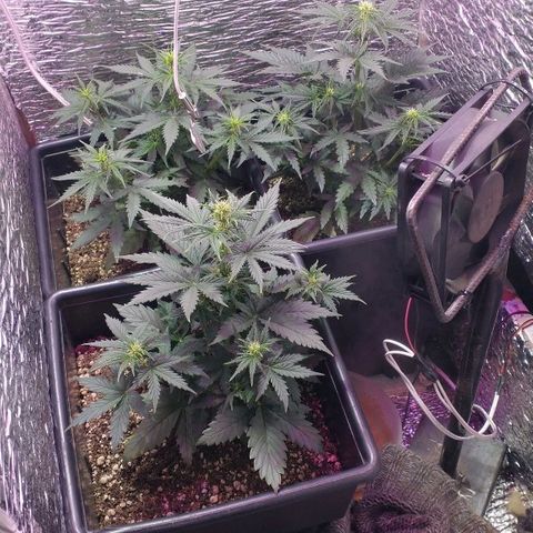 Auto Critical XXL growlog photo: Preflora