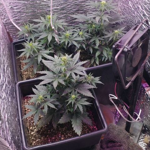 Auto Critical XXL growlog photo: Preflora